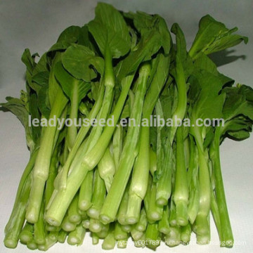 NPK23 Dafan хорошее качество поставщик китайских овощных семян пак Чой семена 